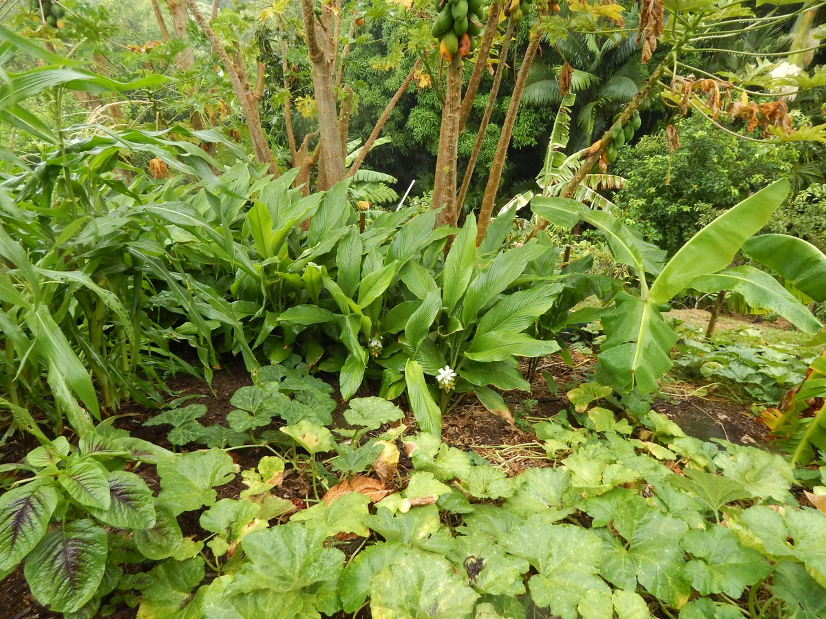 Broad turmeric leaves and a white flower among garden plants in Maui